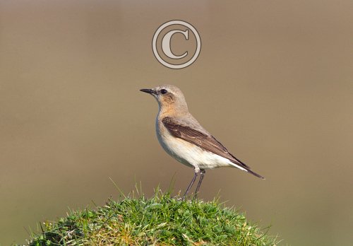 Male Wheatear DM0863